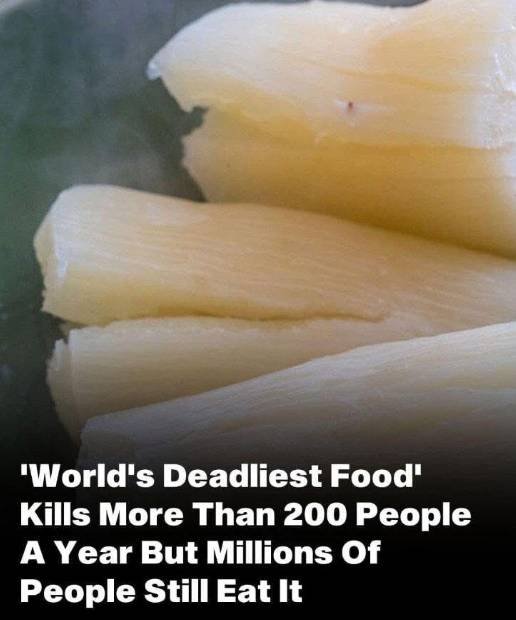 "A close-up of cassava roots, one of the world's deadliest foods if not prepared correctly, alongside other toxic foods like pufferfish and wild mushrooms."