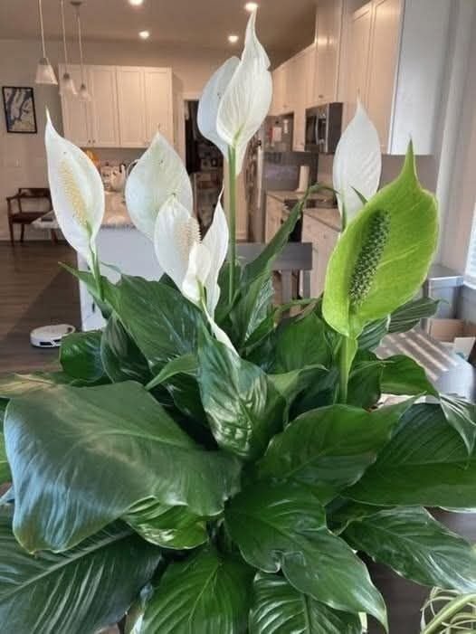 Healthy peace lily plant with white blooms growing indoors near a bright window