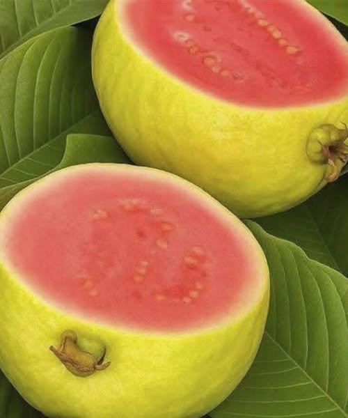 "Fresh guava fruit and green leaves on a wooden table, symbolizing natural diabetes management."