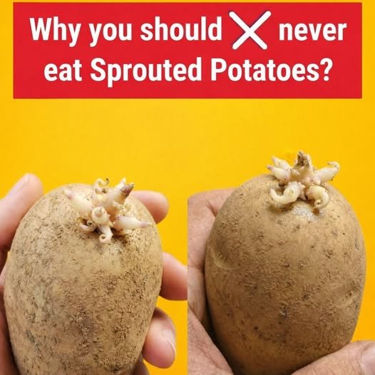 Sprouted potatoes with green patches stored in pantry before inspection